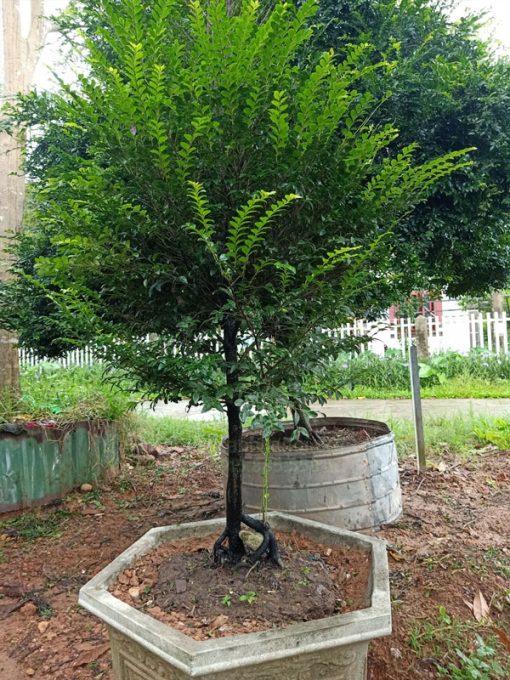 Tùng đen là loại cây cảnh lọc không khí tốt