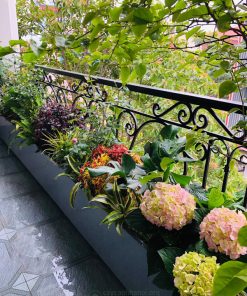 Chọn cây cảnh trang trí ban công đơn giản, đẹp, bền