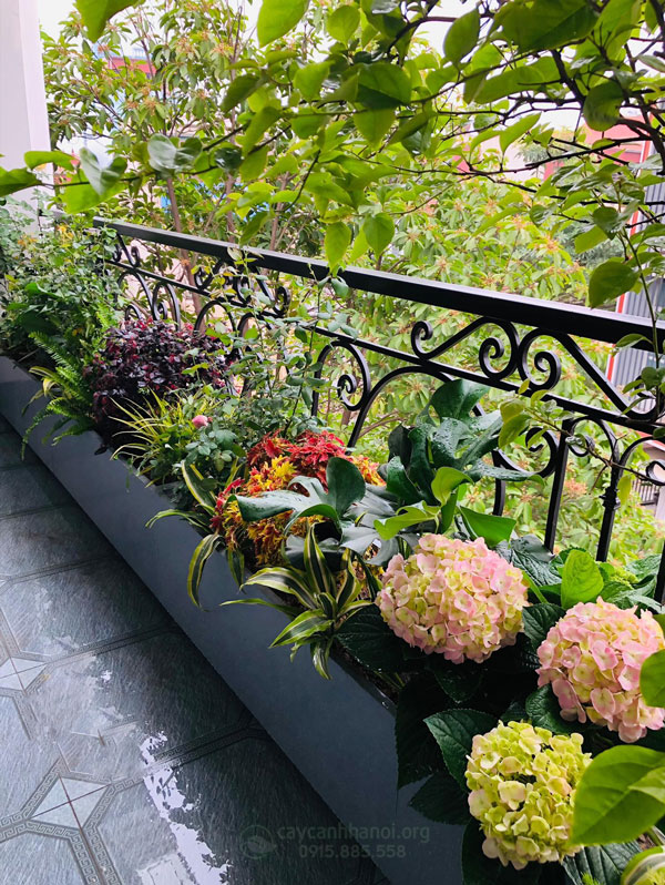 Chọn cây cảnh trang trí ban công đơn giản, đẹp, bền