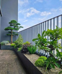 Chọn cây trồng ban công chiệu nắng