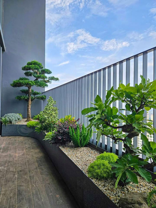 Chọn cây trồng ban công chiệu nắng