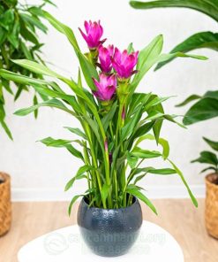 Chậu trồng hoa tulip Thái Lan (Siamese tulip)