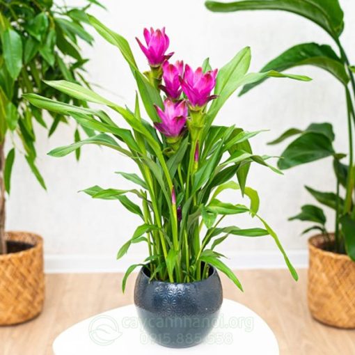 Chậu trồng hoa tulip Thái Lan (Siamese tulip)