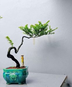 Công dụng cây bonsai tùng đen