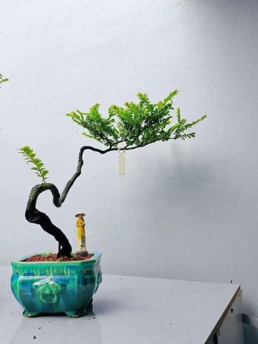 Công dụng cây bonsai tùng đen