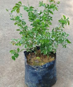 Công dụng cây tam tài tam lộc