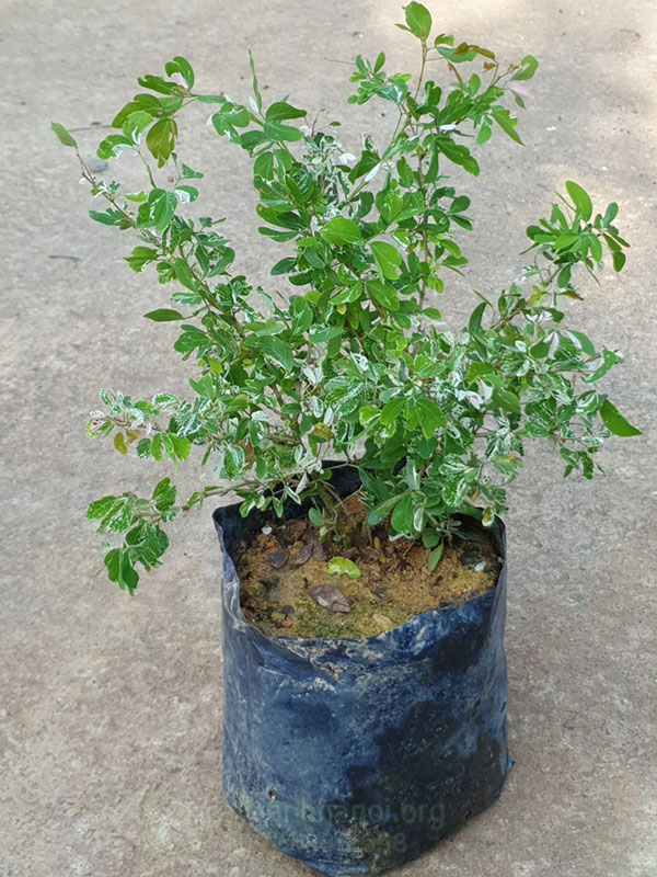 Công dụng cây tam tài tam lộc