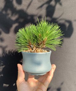 công dụng lá thông đen Nhật Bản