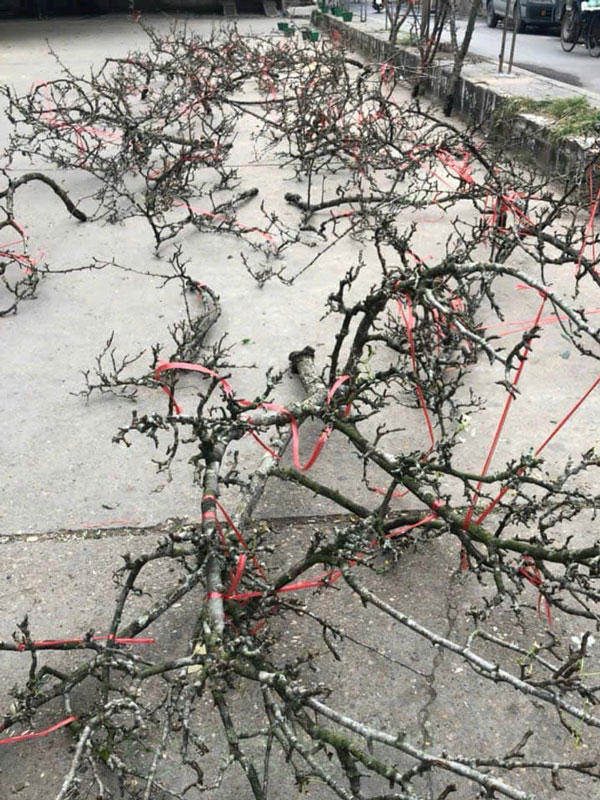 cửa hàng bán cành lê rừ