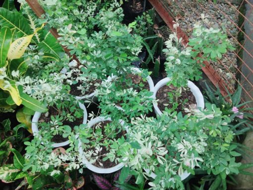 Cửa hàng bán cây tam tài tam lộc giá tốt