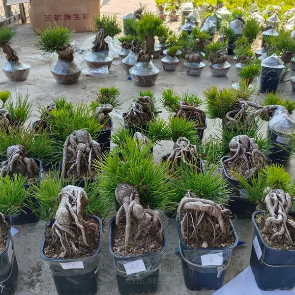 cửa hàng bán cây thông đen Nhật Bản uy tín