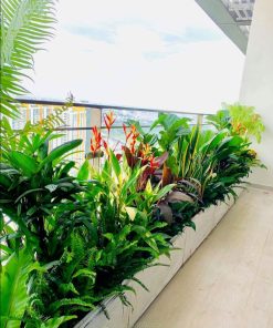 Cung cấp chậu dài trồng cây ban công đẹp tại Hà Nội