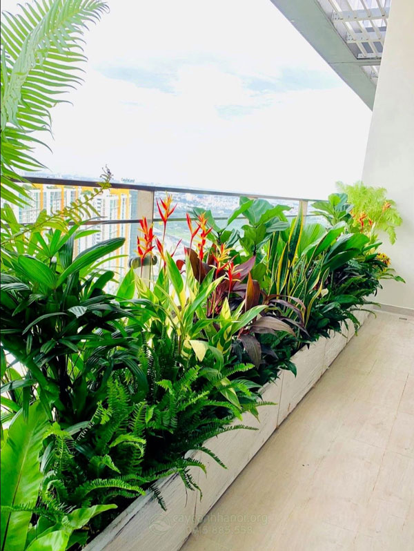 Cung cấp chậu dài trồng cây ban công đẹp tại Hà Nội