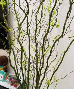Đặc điểm cành Salix