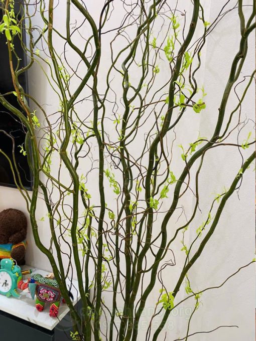 Đặc điểm cành Salix