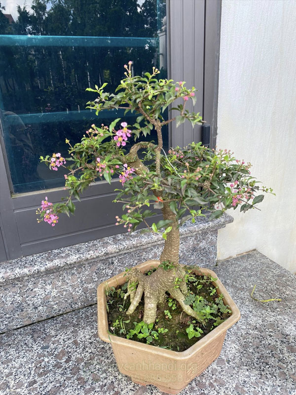 Đặc điểm cây hồng ngọc mai