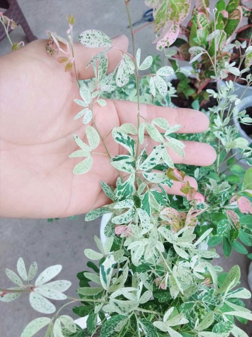 Đặc điểm lá cây Tam Tài Tam Lộc