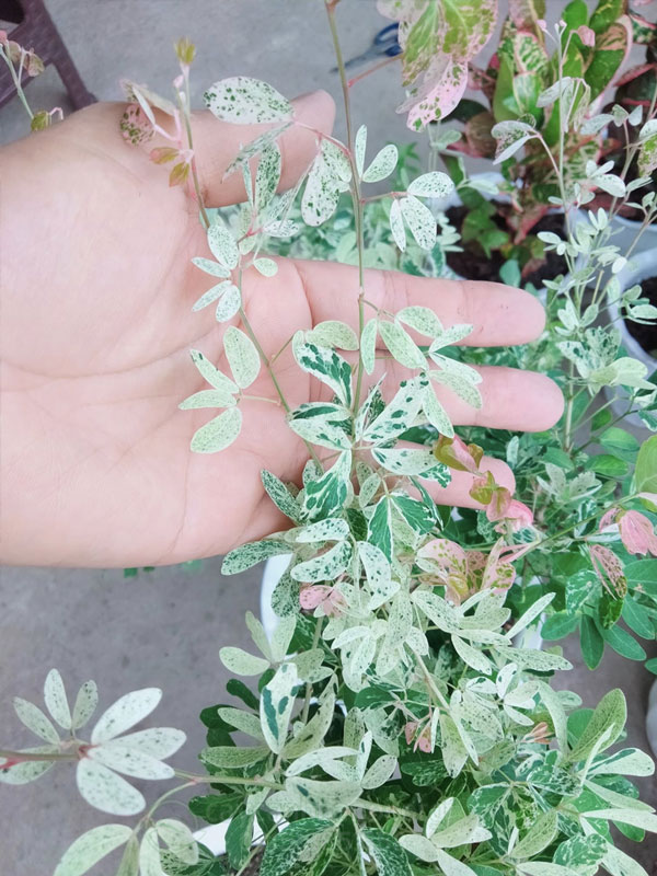 Đặc điểm lá cây Tam Tài Tam Lộc