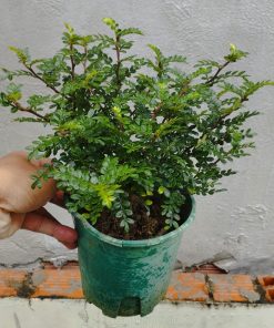 Đặc điểm nhận biệt cây thanh hương