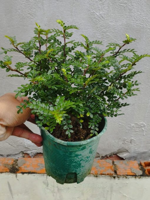 Đặc điểm nhận biệt cây thanh hương