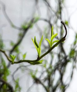 Cành salix khi ngâm vào nước sẽ ra rễ và đâm chồi