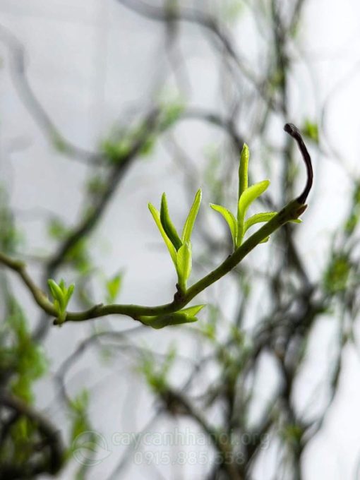 Cành salix khi ngâm vào nước sẽ ra rễ và đâm chồi