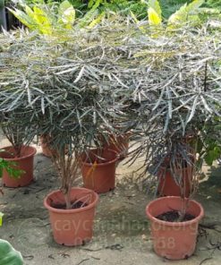 Địa chỉ bán cây khổng tước đẹp giá rẻ tại Hà Nội