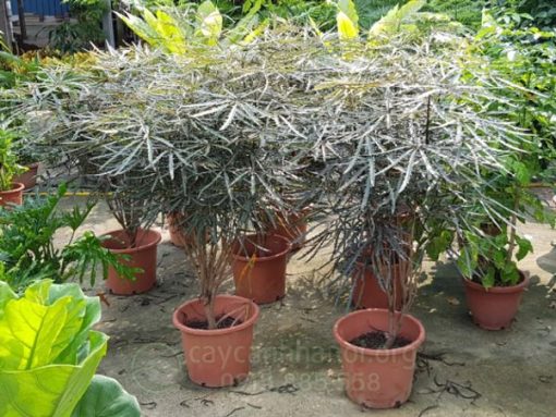 Địa chỉ bán cây khổng tước đẹp giá rẻ tại Hà Nội