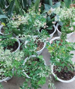 Địa chỉ bán cây tam tài tam lộc giá tốt