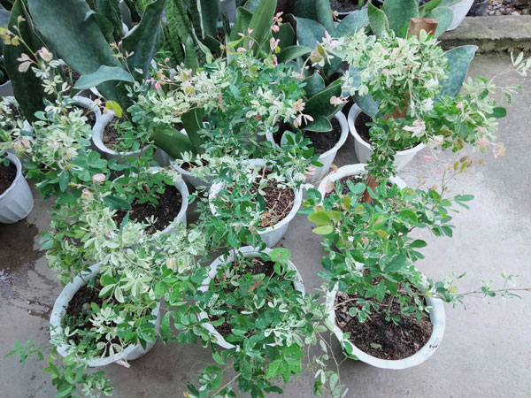 Địa chỉ bán cây tam tài tam lộc giá tốt