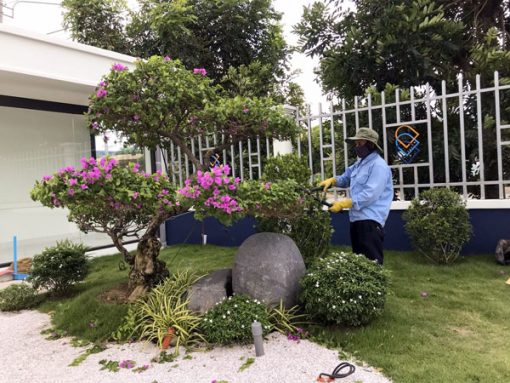 Dịch vụ cắt tỉa cây cảnh tại nhà