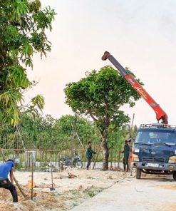 Cung cấp dịch vụ đốn hạ, di dời cây xanh