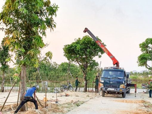 Cung cấp dịch vụ đốn hạ, di dời cây xanh