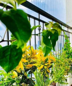 Dịch vụ thiết kế ban công chung cư nhỏ đẹp