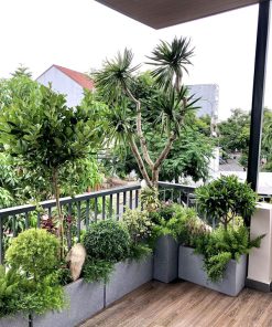 Dịch vj trồng cây ban công đẹp