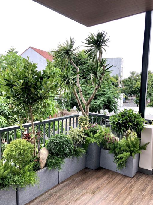 Dịch vj trồng cây ban công đẹp
