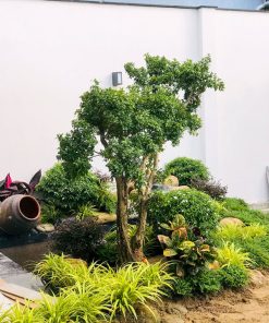 Dịch vụ trồng tạo cảnh quan sân vườn