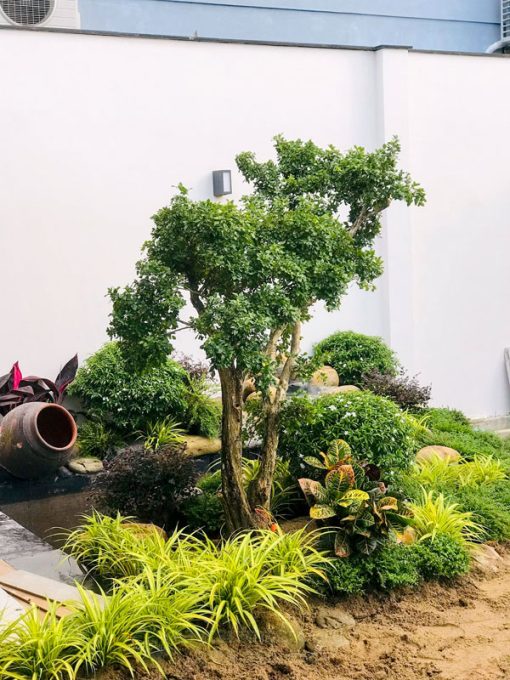 Dịch vụ trồng tạo cảnh quan sân vườn