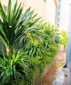 Dịch vụ trồng cây xanh sân vườn đẹp