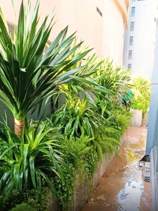 Dịch vụ trồng cây xanh sân vườn đẹp