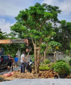 Dịch vụ trồng chăm sóc cắt tỉa cây lớn, cây bóng mát