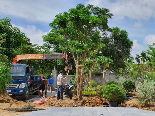 Dịch vụ trồng chăm sóc cắt tỉa cây lớn, cây bóng mát