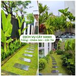 Dịch Vụ Trồng Chăm Sóc Cắt Tỉa Cây Xanh