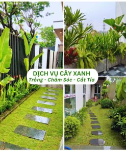 Dịch vụ trồng chăm sóc cắt tỉa cây xanh