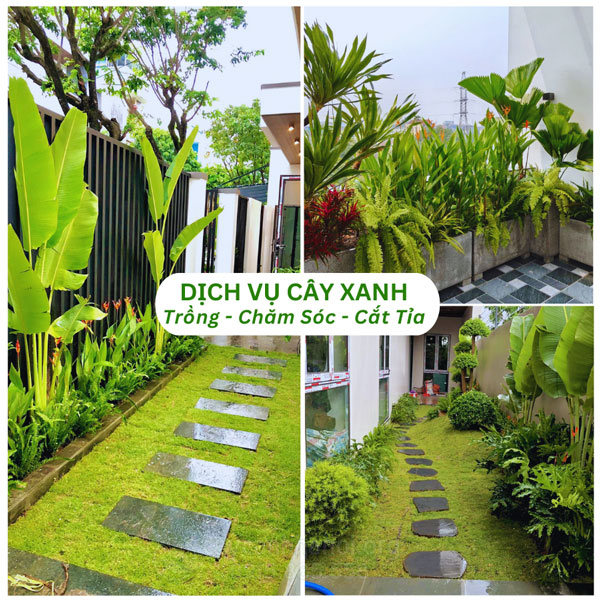 Dịch vụ trồng chăm sóc cắt tỉa cây xanh