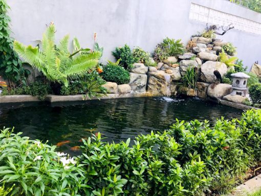 Dịch vụ trồng chăm sóc cây cảnh sân vườn