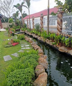 Dịch vụ trồng cỏ phủ nền sân vườn