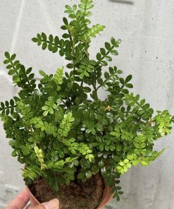 Điều kiện sinh trưởng cây thanh hương mộc