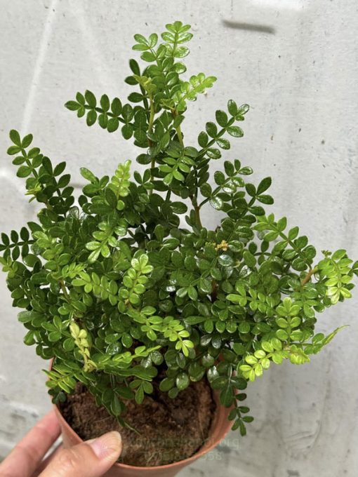 Điều kiện sinh trưởng cây thanh hương mộc