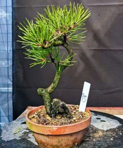 Điều kiện sinh trưởng cây thông đen Nhật